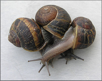 Cornu aspersum (Mller, 1774) Brown Garden Snail