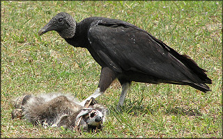 Black Vulture [Coragyps atratus]