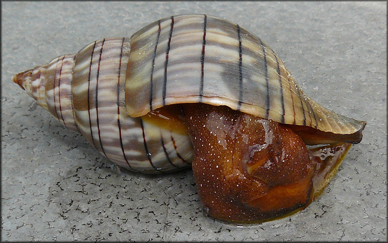 Cinctura hunteria (G. Perry, 1811) Eastern Banded Tulip