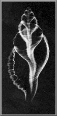 Dextral Specimen Reversed