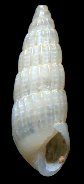 Turbonilla (Pyrgiscus) textilis (Kurtz, 1860) Gridiron Turbonille