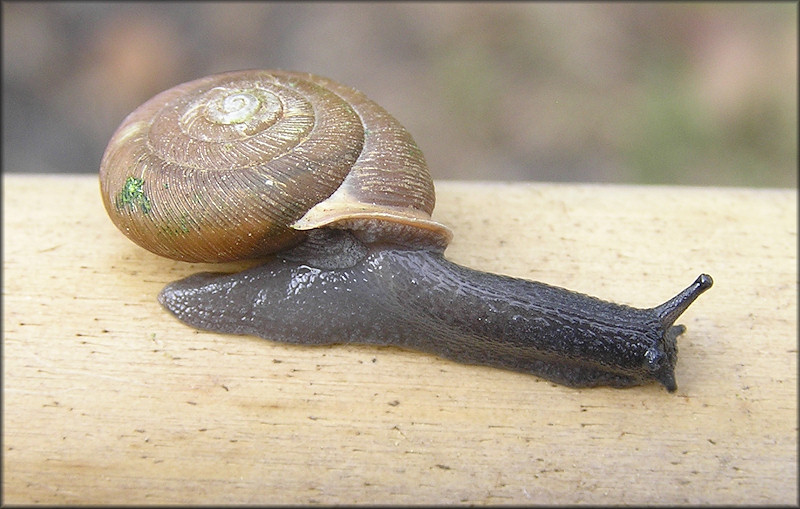 Triodopsis tennesseensis (Walker and Pilsbry, 1902) Budded Threetooth