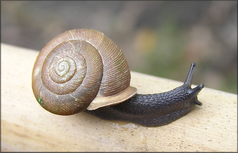 Triodopsis tennesseensis (Walker and Pilsbry, 1902) Budded Threetooth