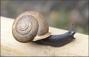 Triodopsis tennesseensis (Walker and Pilsbry, 1902) Budded Threetooth