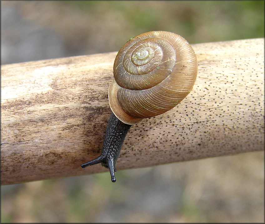  Triodopsis tennesseensis (Walker and Pilsbry, 1902) Budded Threetooth