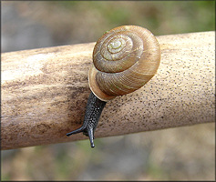  Triodopsis tennesseensis (Walker and Pilsbry, 1902) Budded Threetooth