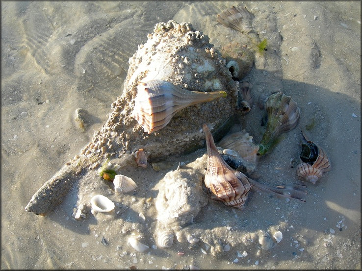 Busycon perversum (Linnaeus, 1758) Lightning Whelk