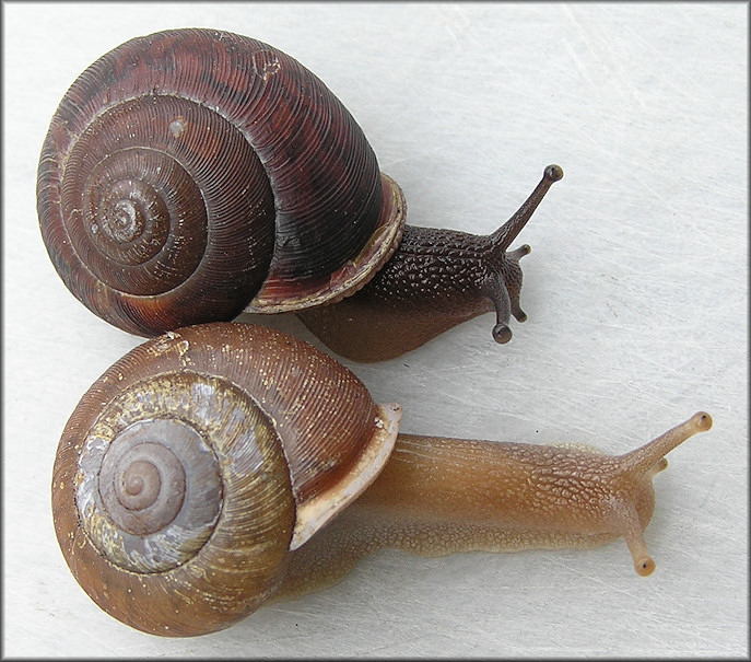 Neohelix solemi Emberton, 1988 Coastal Whitelip