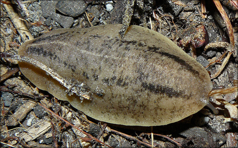 Leidyula floridana (Leidy, 1851) Florida Leatherleaf