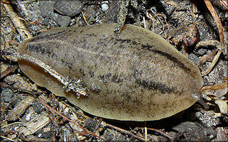 Leidyula floridana (Leidy, 1851) Florida Leatherleaf