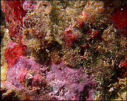 Dendrochiton thamnoporus (Berry, 1911) "Bushy Dendrochiton"