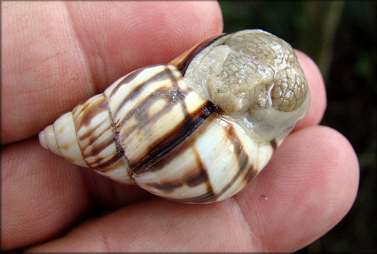 Orthalicus reses reses (Say, 1830) Stock Island Tree Snail