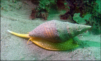 Megasurcula carpenteriana (Gabb, 1865) "Carpenter's Turrid"