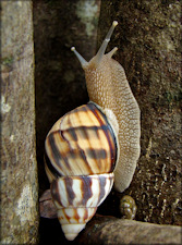 Orthalicus reses reses (Say, 1830) Stock Island Tree Snail