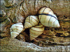 Orthalicus floridensis Pilsbry, 1891 Banded Tree Snail