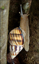 Orthalicus reses reses (Say, 1830) Stock Island Tree Snail