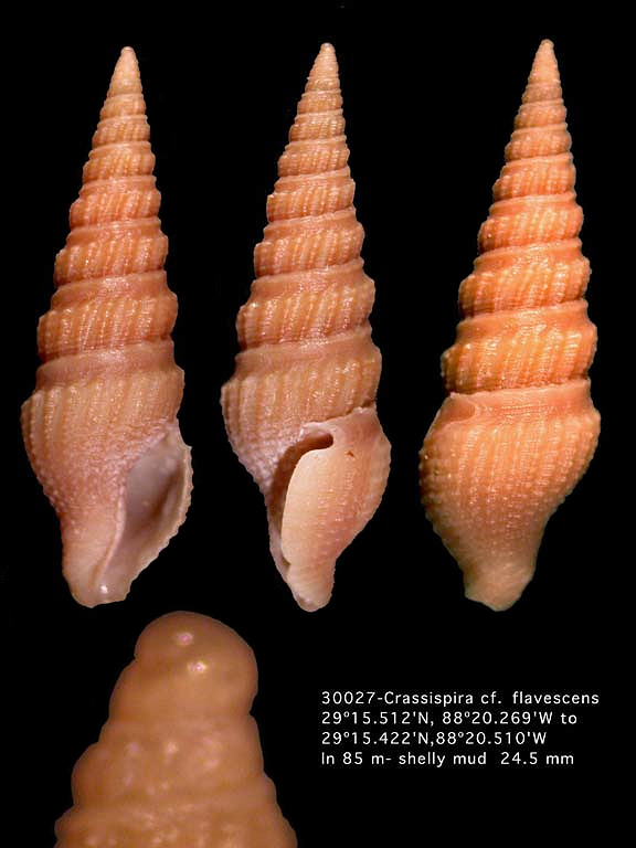 Crassispira cf. flavescens (Reeve, 1845)