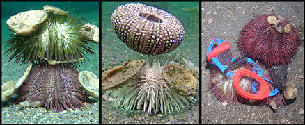 Lytechinus variegatus (Lamarck, 1816) Variegated Sea Urchin