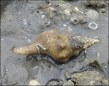 Triplofusus giganteus (Kiener, 1840) Albino Juvenile In Situ