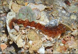 Euapta lappa (J. Mller, 1850) Beaded Sea Cucumber Juvenile