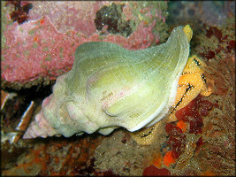 Kelletia kelleti (Forbes, 1852) "Kellet's Whelk"