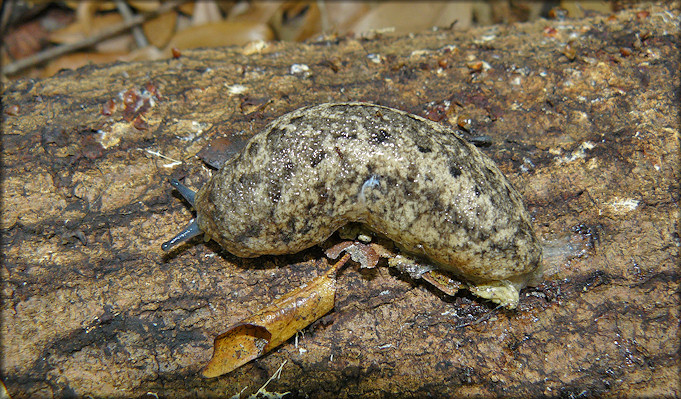 Philomycus carolinianus (Bosc, 1802) Carolina Mantleslug