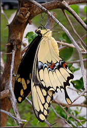 Giant Swallowtail [Papilio cresphontes]
