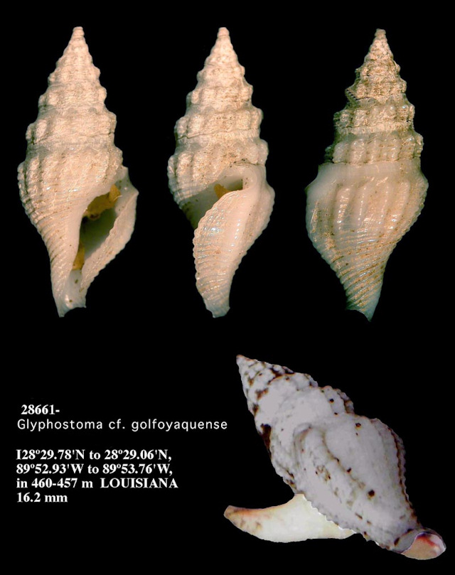 Glyphostoma cf. golfoyaquense Maury, 1917