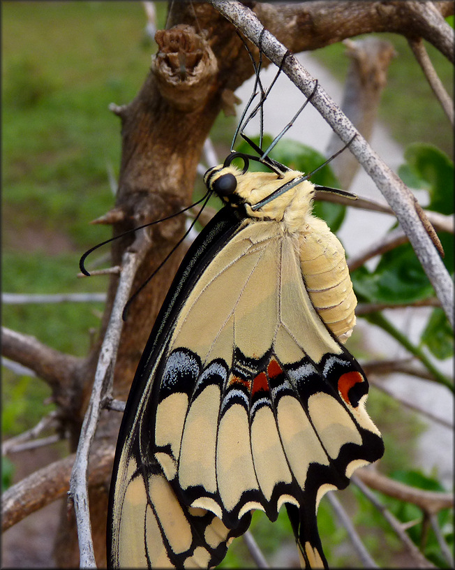 Giant Swallowtail [Papilio cresphontes]