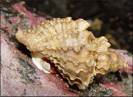 Nucella lamellosa (Gmelin, 1791) Frilled Dogwinkle In Situ