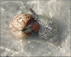 Dinocardium robustum (John Lightfoot, 1786) Atlantic Giant Cockle