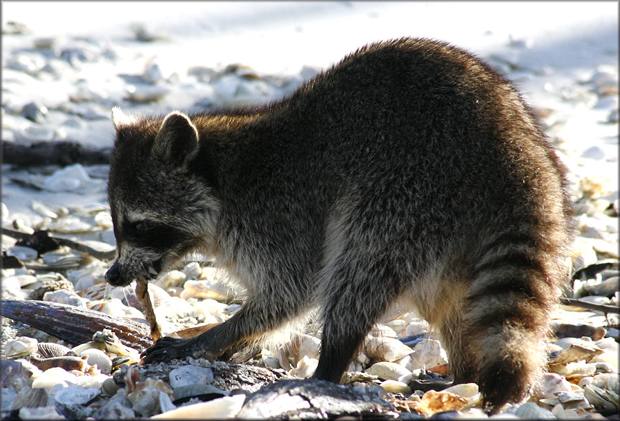 Atrina seminuda (Lamarck, 1819) Half-naked Penshell (probable) being devoured by a Raccoon