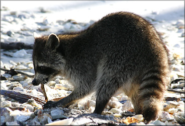 Atrina seminuda (Lamarck, 1819) Half-naked Penshell (probable) being devoured by a Raccoon