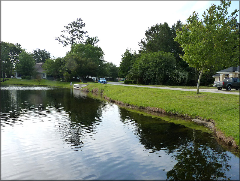 West end of the lake where Pomacea maculata were found