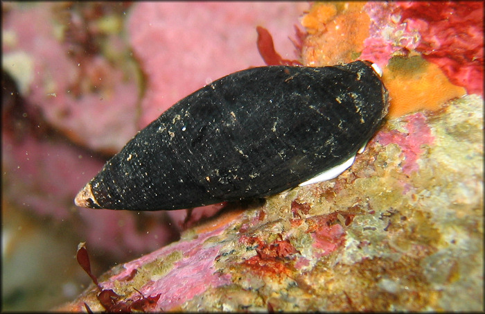 Atrimitra idae (Melville, 1893) "Ida's Miter"