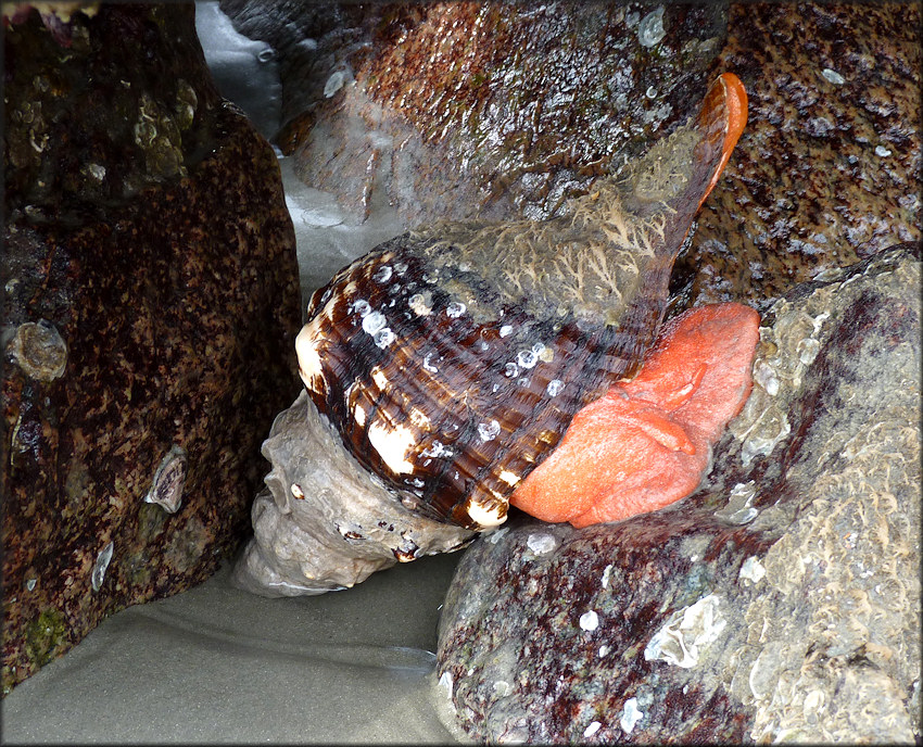 Triplofusus giganteus (Kiener, 1840) In Situ