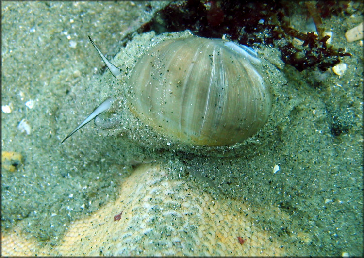 Euspira lewisii (Gould, 1847) Lewis's Moon Snail (juvenile)