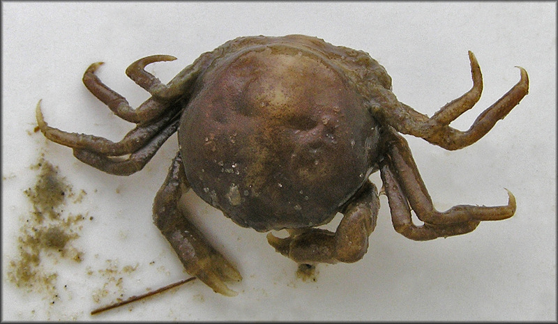 Pinnotheres maculatus Say, 1818 [Mussel Crab]