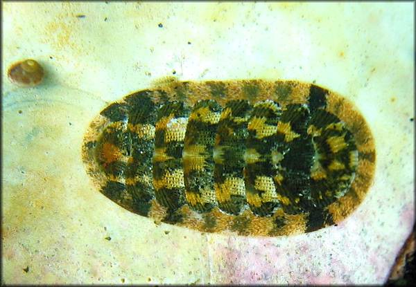 Lepidozona scrobiculata (Middendorff, 1847)