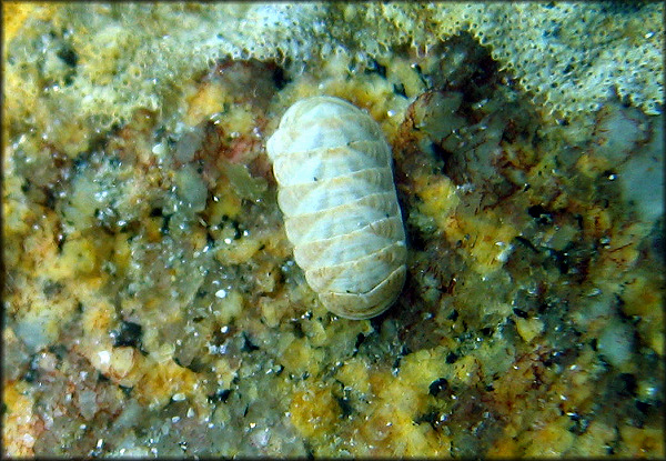 Leptochiton rugatus (Pilsbry, 1892)