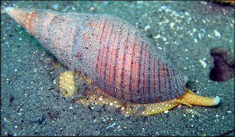 Megasurcula carpenteriana (Gabb, 1865) "Carpenter's Turrid"