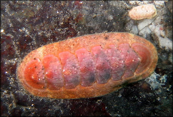 Stenoplax fallax (Carpenter in Pilsbry, 1892) "Rosy Slender Chiton"