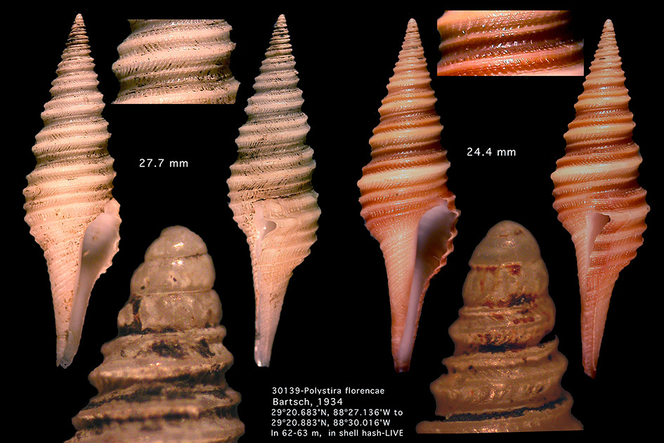 Polystira florencae Bartsch, 1934