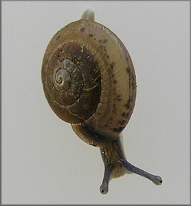 Ventridens volusiae (Pilsbry, 1900) Seminole Dome Juvenile