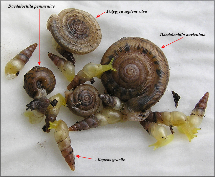 Selection Of Living Terrestrial Species From The Old St. Augustine Road Site