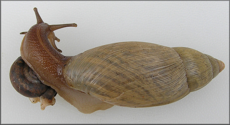 Euglandina rosea (Frussac, 1821) 