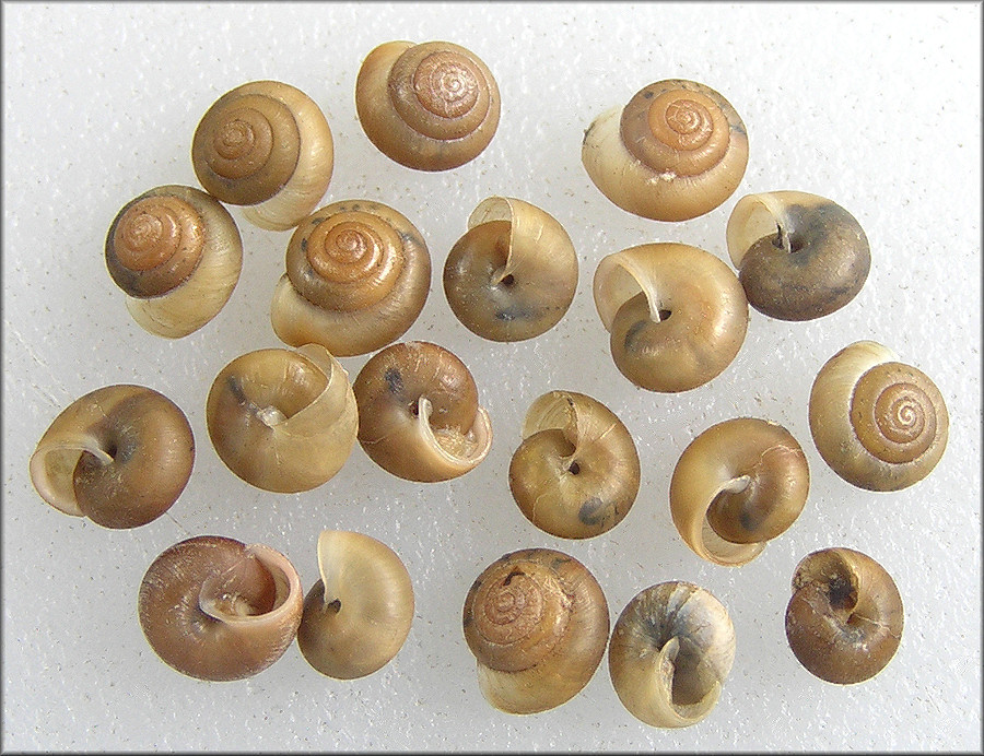 Praticolella jejuna (Say, 1821) Florida Scrubsnail