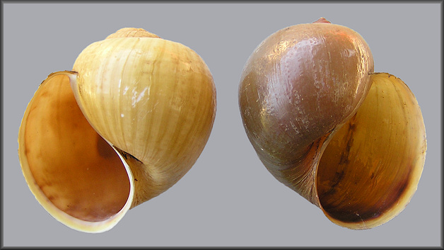 Sinistral Pomacea cf. canaliculata (Lamarck, 1822)