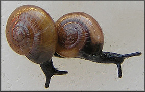 Glyphyalinia umbilicata (Singley in Cockerell, 1893) Texas Glyph