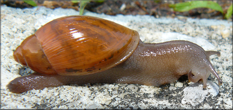 Euglandina rosea (Frussac, 1821) Feeding On Deroceras laeve (Mller, 1774) [Meadow Slug]